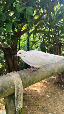 美らヤシパークオキナワ・東南植物楽園に投稿された画像（2023/7/21）