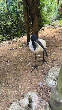 美らヤシパークオキナワ・東南植物楽園に投稿された画像（2023/7/21）