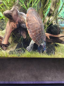 カワスイ 川崎⽔族館に投稿された画像（2023/7/21）