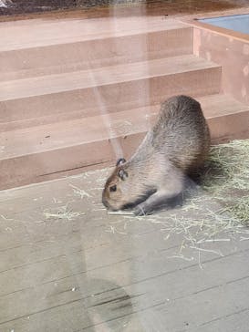 カワスイ 川崎⽔族館に投稿された画像（2023/7/21）