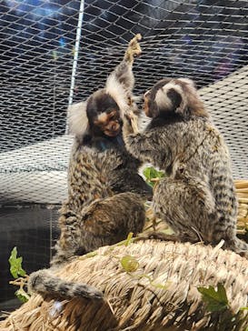 カワスイ 川崎⽔族館に投稿された画像（2023/7/21）
