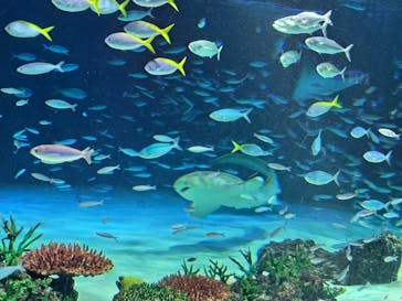 サンシャイン水族館に投稿された画像（2023/7/21）