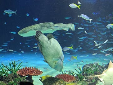 サンシャイン水族館に投稿された画像（2023/7/21）