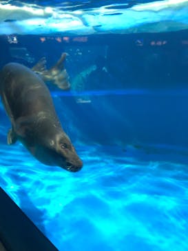 サンシャイン水族館に投稿された画像（2023/7/21）