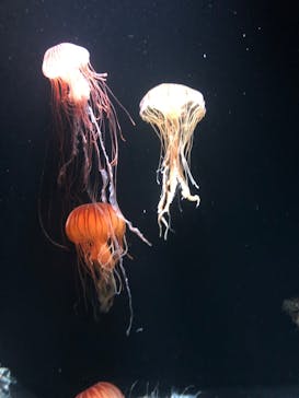 サンシャイン水族館に投稿された画像（2023/7/21）