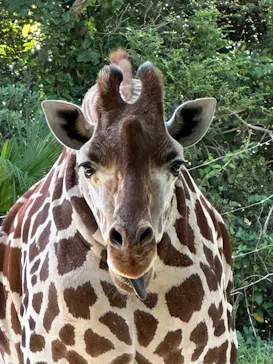 天王寺動物園に投稿された画像（2023/7/21）