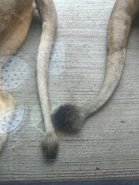 天王寺動物園に投稿された画像（2023/7/21）