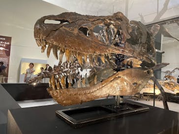 大阪市立自然史博物館に投稿された画像（2023/7/21）