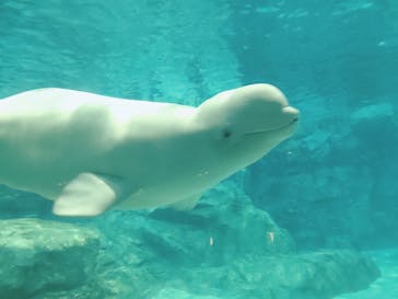 名古屋港水族館に投稿された画像（2023/7/21）