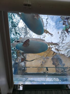 サンシャイン水族館に投稿された画像（2023/7/21）