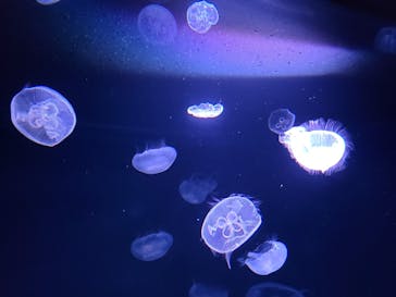 サンシャイン水族館に投稿された画像（2023/7/21）