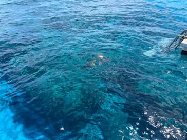 Sea World（シーワールド）に投稿された画像（2023/7/21）