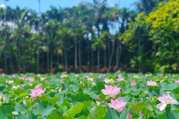 美らヤシパークオキナワ・東南植物楽園に投稿された画像（2023/7/21）