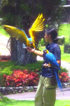 美らヤシパークオキナワ・東南植物楽園に投稿された画像（2023/7/21）