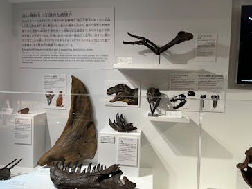 DinoScience 恐竜科学博 2023@TOKYO MIDTOWNに投稿された画像（2023/7/21）