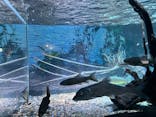 カワスイ 川崎⽔族館に投稿された画像（2023/7/21）