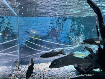 カワスイ 川崎⽔族館に投稿された画像（2023/7/21）