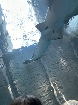 マクセル アクアパーク品川に投稿された画像（2023/7/21）