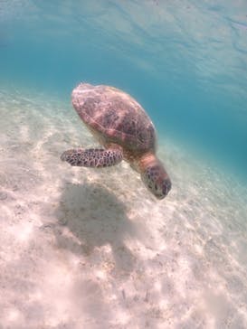 nico 宮古島に投稿された画像（2023/7/21）