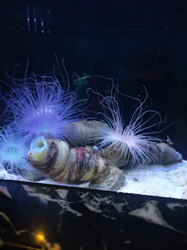 マクセル アクアパーク品川に投稿された画像（2023/7/21）