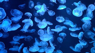 AOAO SAPPOROに投稿された画像（2023/7/21）