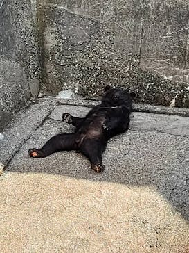 奥飛騨クマ牧場に投稿された画像（2023/7/21）