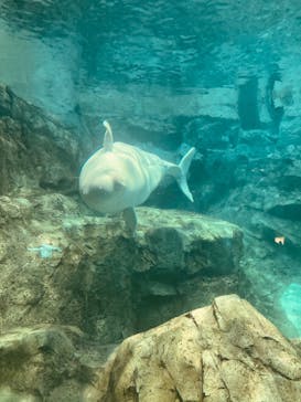 名古屋港水族館に投稿された画像（2023/7/21）