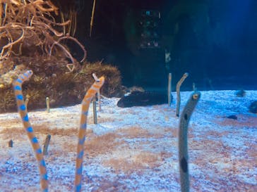 名古屋港水族館に投稿された画像（2023/7/21）