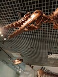 国立科学博物館に投稿された画像（2023/7/21）