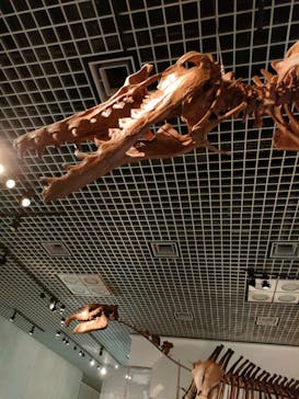 国立科学博物館に投稿された画像（2023/7/21）