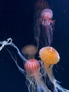 サンシャイン水族館に投稿された画像（2023/7/21）