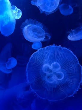 サンシャイン水族館に投稿された画像（2023/7/21）