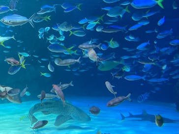サンシャイン水族館に投稿された画像（2023/7/21）