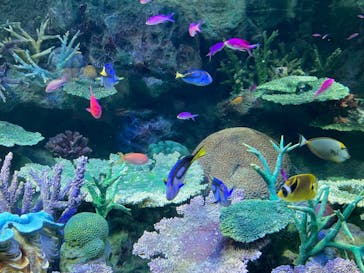 サンシャイン水族館に投稿された画像（2023/7/21）