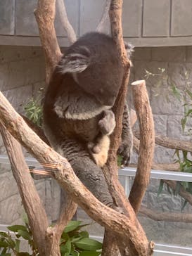 淡路ファームパーク イングランドの丘に投稿された画像（2023/7/21）