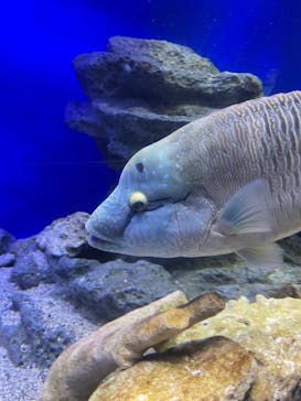 新江ノ島水族館に投稿された画像（2023/7/22）