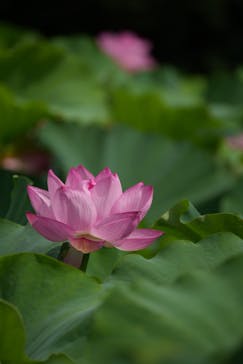 三溪園に投稿された画像（2023/7/22）