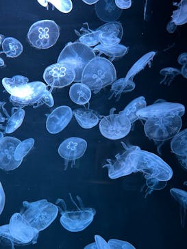 AOAO SAPPOROに投稿された画像（2023/7/22）