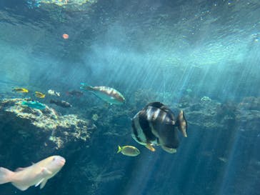 沖縄美ら海水族館に投稿された画像（2023/7/22）