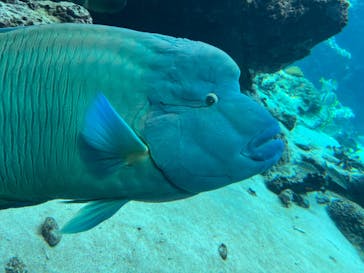 沖縄美ら海水族館に投稿された画像（2023/7/22）