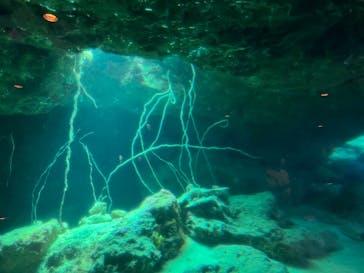 沖縄美ら海水族館に投稿された画像（2023/7/22）