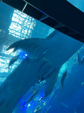 沖縄美ら海水族館に投稿された画像（2023/7/22）