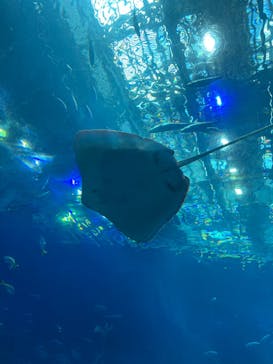 沖縄美ら海水族館に投稿された画像（2023/7/22）