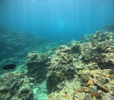 武藤潜水に投稿された画像（2023/7/22）