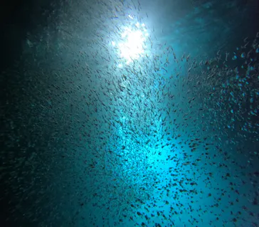 武藤潜水に投稿された画像（2023/7/22）