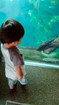 世界淡水魚園水族館　アクア・トトぎふに投稿された画像（2023/7/22）