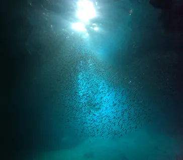 武藤潜水に投稿された画像（2023/7/22）