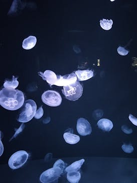 サンシャイン水族館に投稿された画像（2023/7/22）