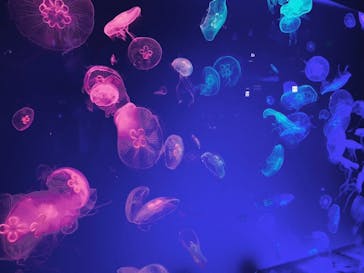 名古屋港水族館に投稿された画像（2023/7/22）