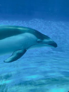 名古屋港水族館に投稿された画像（2023/7/22）